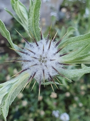 Centaurea eriophora, photograph (c) Mehdi Chetibi, some rights reserved (CC BY)