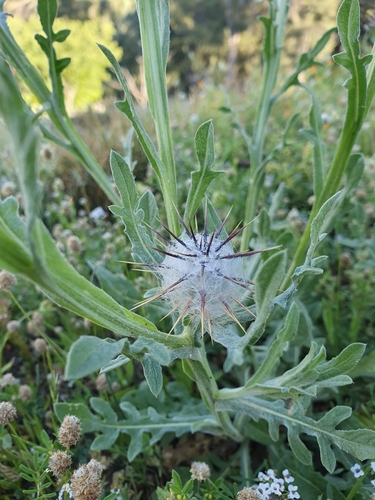 Centaurea eriophora, photograph 3
