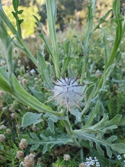 Centaurea eriophora, photograph (c) Mehdi Chetibi, some rights reserved (CC BY)