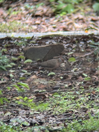 Spotted Dove