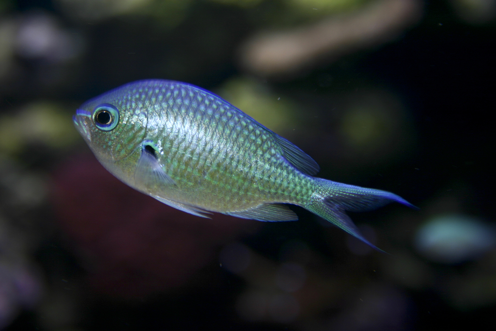 Chromis