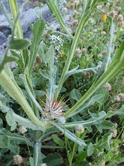 Centaurea eriophora, photograph (c) Mehdi Chetibi, some rights reserved (CC BY)