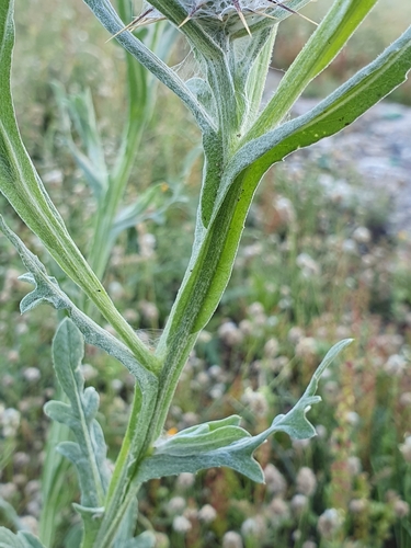 Centaurea eriophora, photograph 5