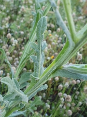 Centaurea eriophora, photograph (c) Mehdi Chetibi, some rights reserved (CC BY)