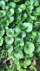 Glechoma hederacea
