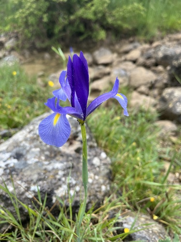 Avistamiento Iris azul de las marismas (Iris xiphium)