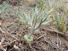 Eriospermum dregei