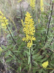 Solidago gillmanii