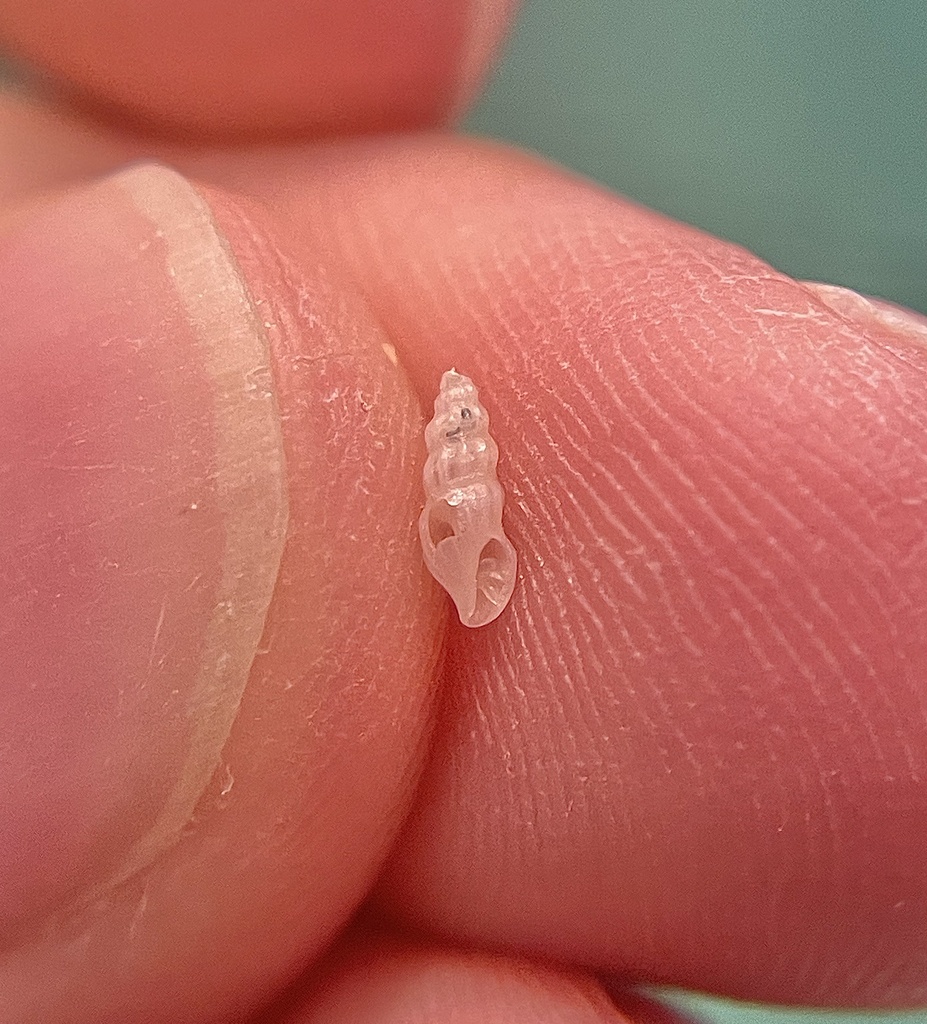 waxy mangelia