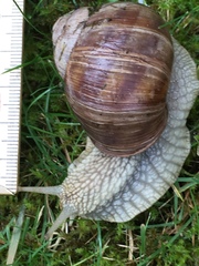 Helix pomatia