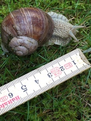 Helix pomatia