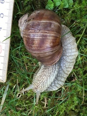 Helix pomatia