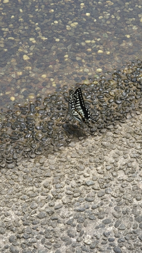 Chinese Yellow Swallowtail