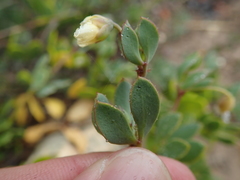 Roepera maritima