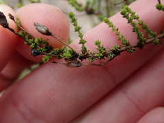 Jamesbrittenia microphylla