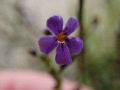Jamesbrittenia microphylla