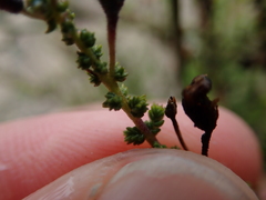 Jamesbrittenia microphylla