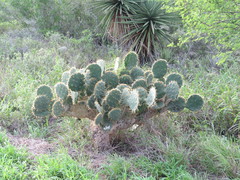 Opuntia alta