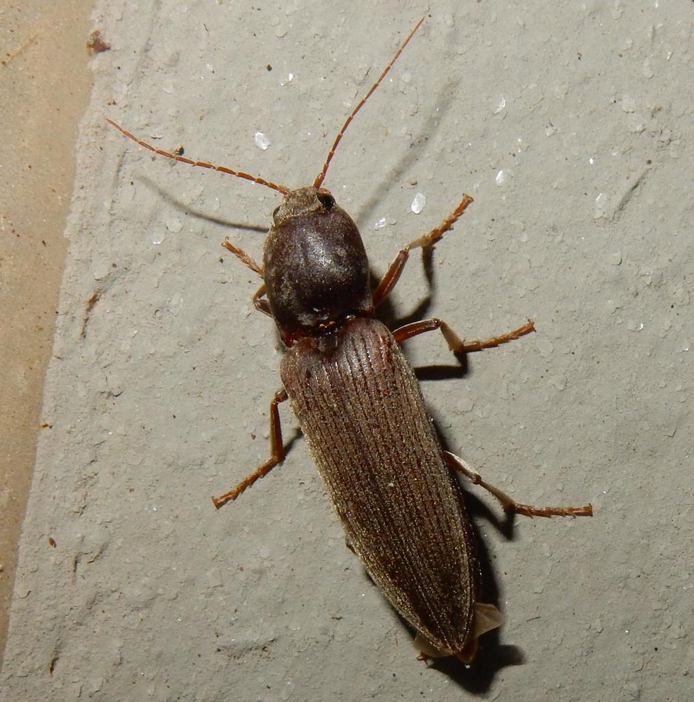 Common Brown Click Beetle
