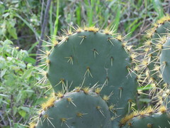 Opuntia alta