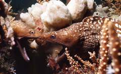 Gymnothorax prionodon