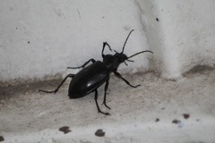 Calosoma peregrinator