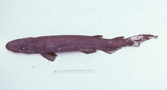 Apristurus melanoasper