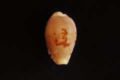 Image of Palmadusta saulae