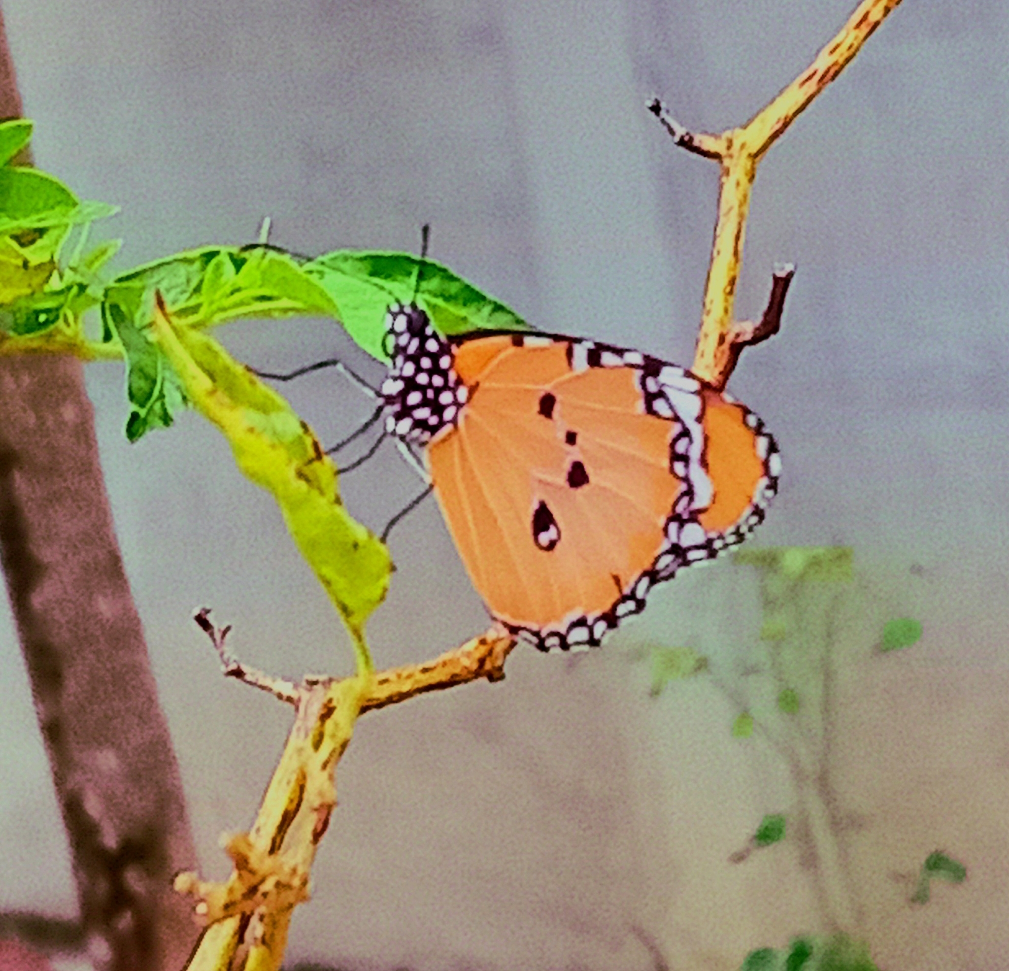 Plain Tiger