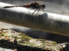 Orthetrum poecilops