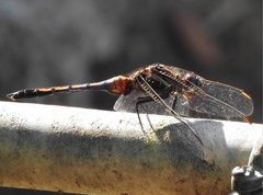 Orthetrum poecilops
