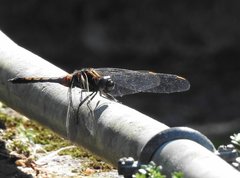 Orthetrum poecilops
