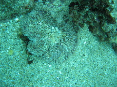 Heteractis