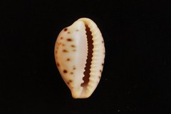 Palmadusta saulae