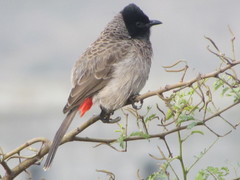 Pycnonotus cafer