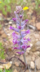 Lachenalia orchioides parviflora