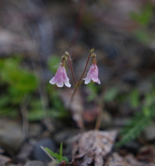 Linnaea borealis longiflora