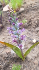 Lachenalia orchioides parviflora