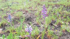 Lachenalia orchioides parviflora