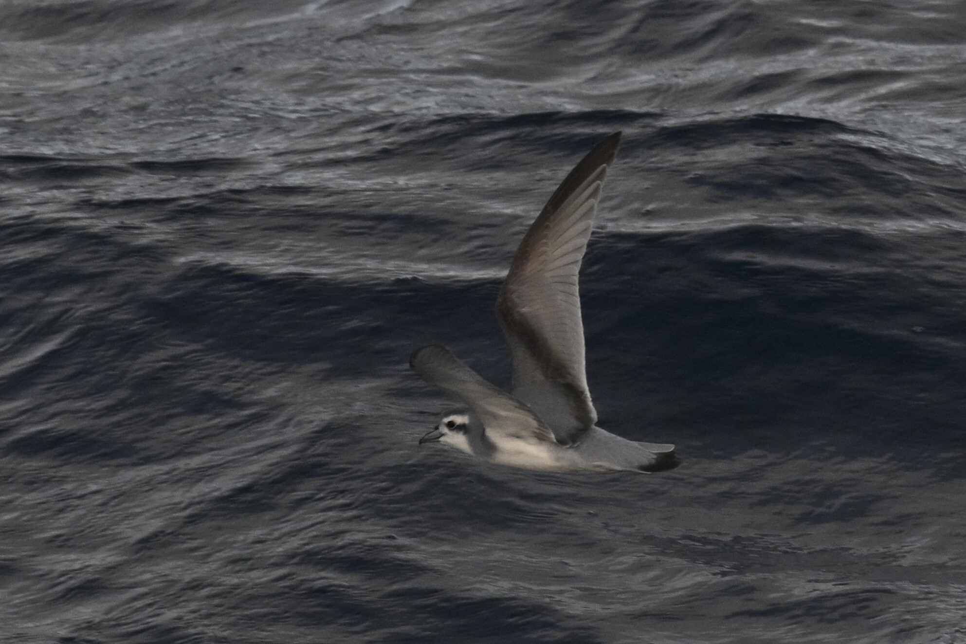 Antarctic Prion (Pachyptila desolata), photo 3