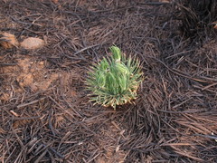 Psammotropha myriantha