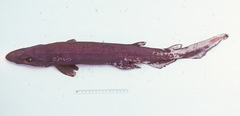 Apristurus melanoasper