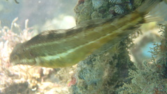 Petroscirtes breviceps