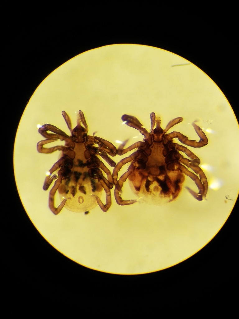 Ixodes dentatus
