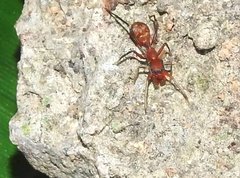 Myrmarachne formosana