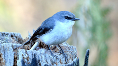 Eopsaltria georgiana