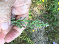Greeneochloa coarctata, photograph Alan Weakley, CC0, iNaturalist via GBIF