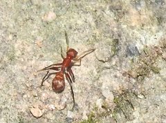 Myrmarachne formosana