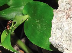 Myrmarachne formosana