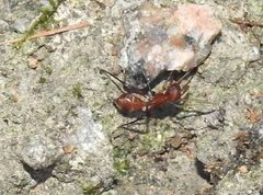 Myrmarachne formosana